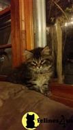 siberian kitten posted by kendra1212