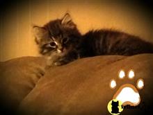 siberian kitten posted by kendra1212