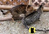 savannah cat posted by fvand5771