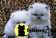 persian kitten posted by gettymilan