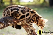 bengal kitten posted by WFSbengals