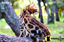 bengal kitten posted by WFSbengals