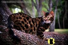 bengal kitten posted by WFSbengals