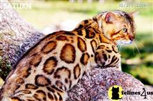 bengal kitten posted by WFSbengals