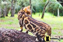 bengal kitten posted by WFSbengals