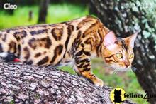 bengal kitten posted by WFSbengals