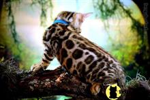 bengal kitten posted by WFSbengals