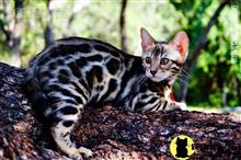 bengal kitten posted by WFSbengals