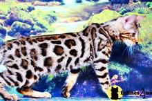 bengal kitten posted by WFSbengals