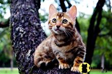 bengal kitten posted by WFSbengals