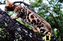 bengal kitten posted by WFSbengals