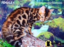 bengal kitten posted by WFSbengals
