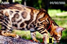 bengal kitten posted by WFSbengals