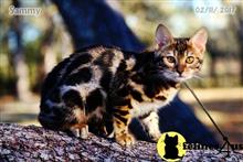 bengal kitten posted by WFSbengals