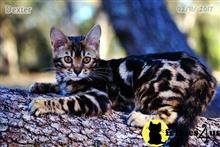 bengal kitten posted by WFSbengals