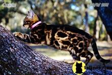 bengal kitten posted by WFSbengals