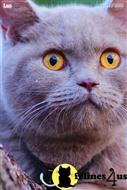 british shorthair kitten posted by WFSbengals