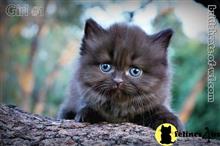 british shorthair kitten posted by WFSbengals
