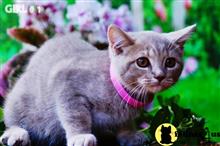 british shorthair kitten posted by WFSbengals