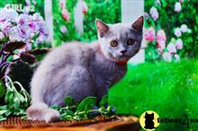 british shorthair kitten posted by WFSbengals