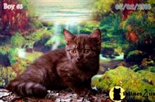 british shorthair kitten posted by WFSbengals