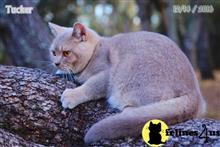 british shorthair kitten posted by WFSbengals