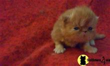 persian kitten posted by Elitepurrs