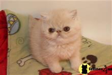 exotic shorthair kitten posted by ndblakeley
