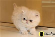 exotic shorthair kitten posted by ndblakeley