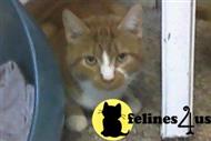 american shorthair cat posted by beckyjo95