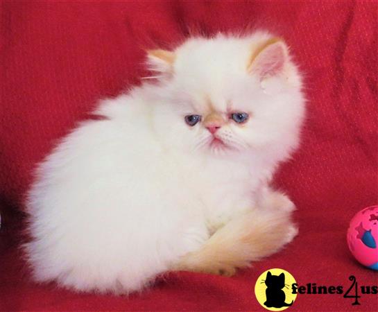 Himalayan kitten for sale