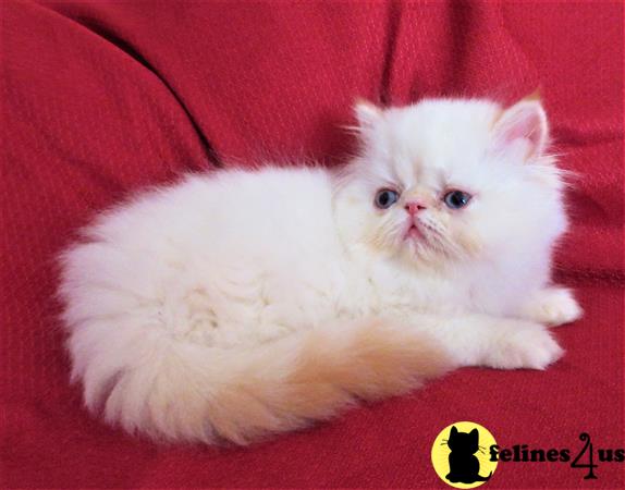 Himalayan kitten for sale