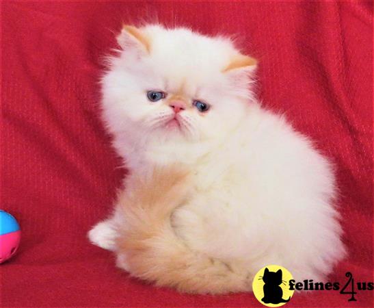 Himalayan kitten for sale