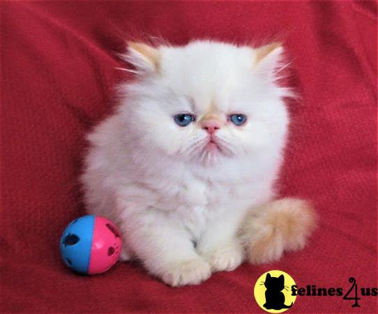 Himalayan kitten for sale