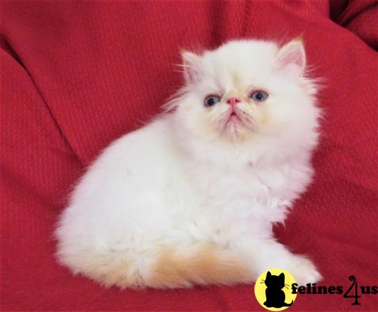 Himalayan kitten for sale