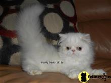 exotic shorthair kitten posted by Puddy Tracks