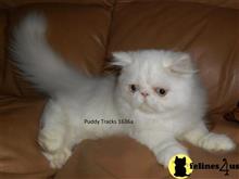 exotic shorthair kitten posted by Puddy Tracks