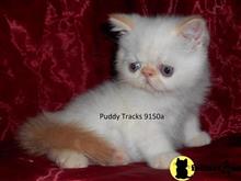 exotic shorthair kitten posted by Puddy Tracks