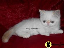 exotic shorthair kitten posted by Puddy Tracks