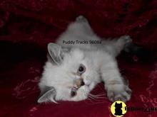 exotic shorthair kitten posted by Puddy Tracks