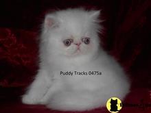 exotic shorthair kitten posted by Puddy Tracks