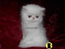 exotic shorthair kitten posted by Puddy Tracks