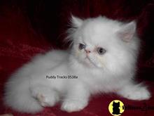 exotic shorthair kitten posted by Puddy Tracks