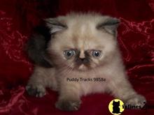 exotic shorthair kitten posted by Puddy Tracks