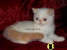 exotic shorthair kitten posted by Puddy Tracks
