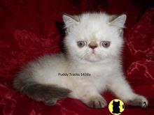exotic shorthair kitten posted by Puddy Tracks