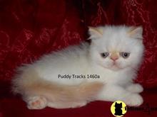 exotic shorthair kitten posted by Puddy Tracks