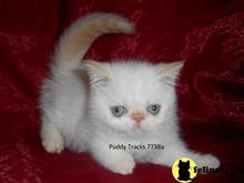 exotic shorthair kitten posted by Puddy Tracks