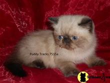 exotic shorthair kitten posted by Puddy Tracks