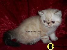 exotic shorthair kitten posted by Puddy Tracks